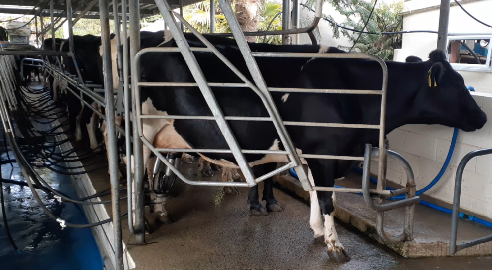 Kiwi house sitter and farm sitter. Available throughout New Zealand.