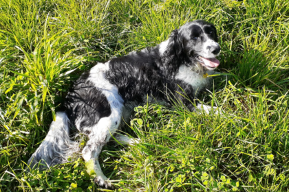 NZ house sitter and farm sitter. Available throughout New Zealand.