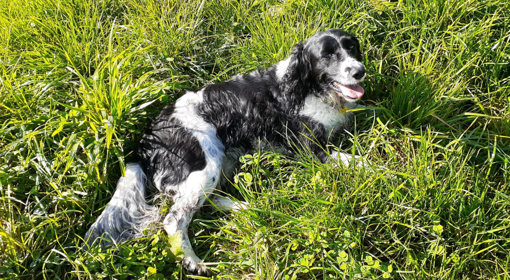 NZ house sitter and farm sitter. Available throughout New Zealand.