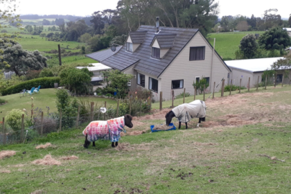 NZ house sitter and farm sitter. Available throughout New Zealand.