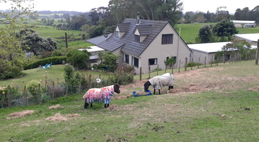 NZ house sitter and farm sitter. Available throughout New Zealand.